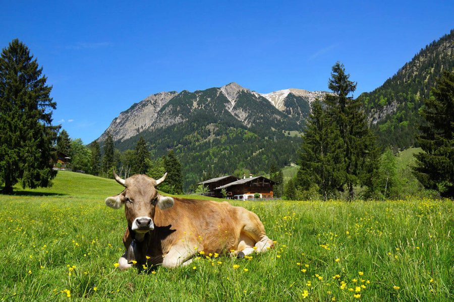 startseite-alpenland-kuh